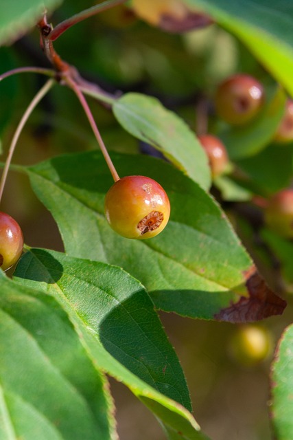 作為球隊的 作為球隊的
