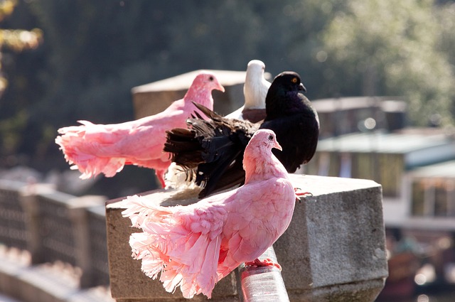 进攻多样性 进攻多样性