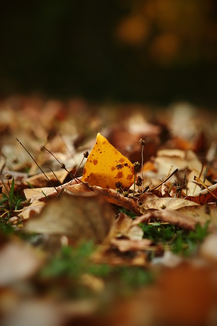 上的一颗明 上的一颗明